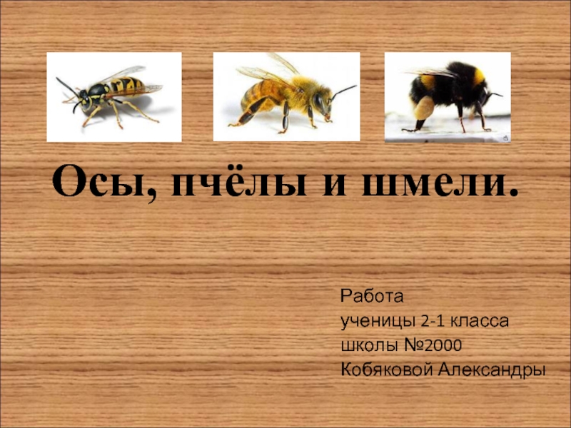Презентация Осы, пчёлы и шмели