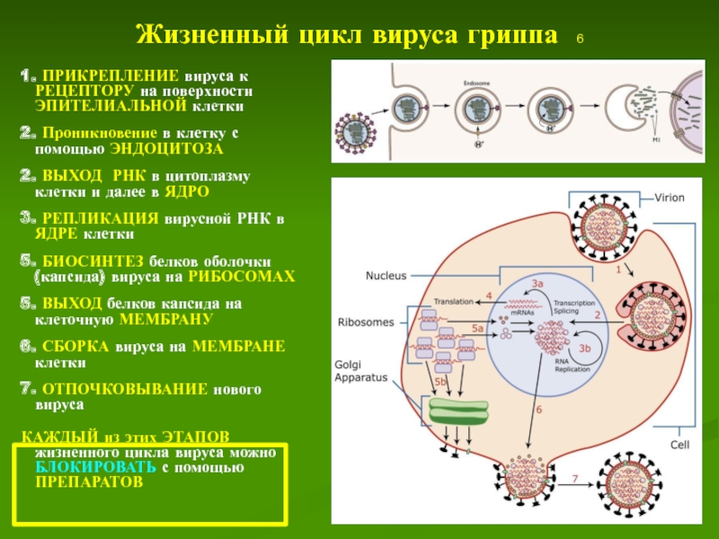 Последовательность жизненного цикла вирусов. Жизненный цикл вируса схема. Этапы жизненного цикла вируса гриппа. Цикл развития вирусов схема. Схема жизненного цикла вируса гриппа.