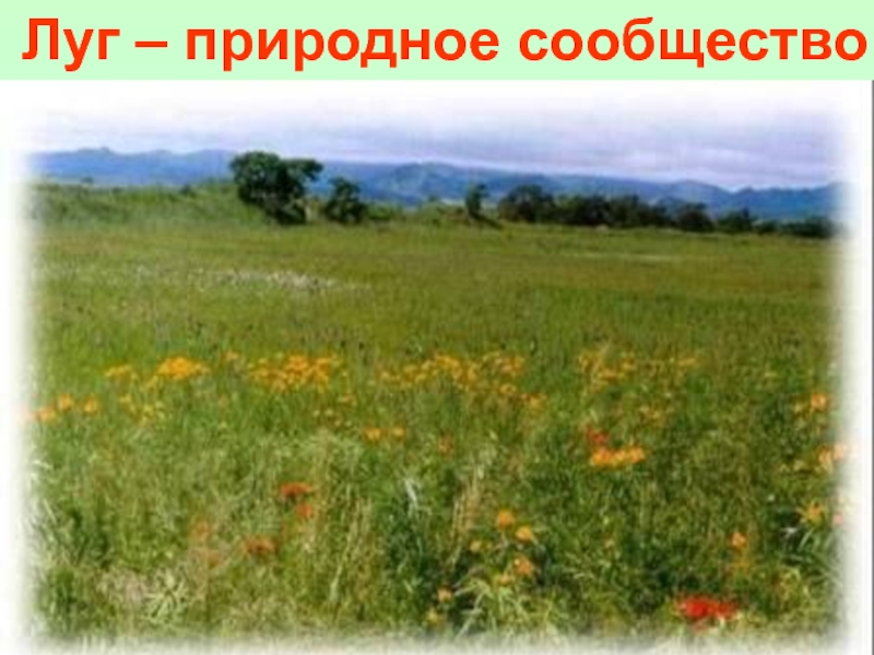 Роль лугов. Экосистема Луга. Сообщество луг. Сообщество природы луг. Луговое природное сообщество.