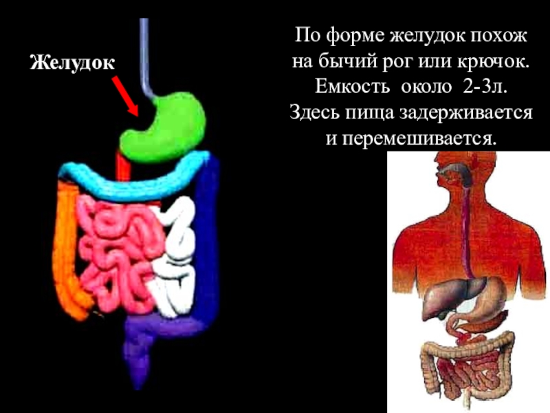 Формы желудка. Желудок в форме крючка и рога.