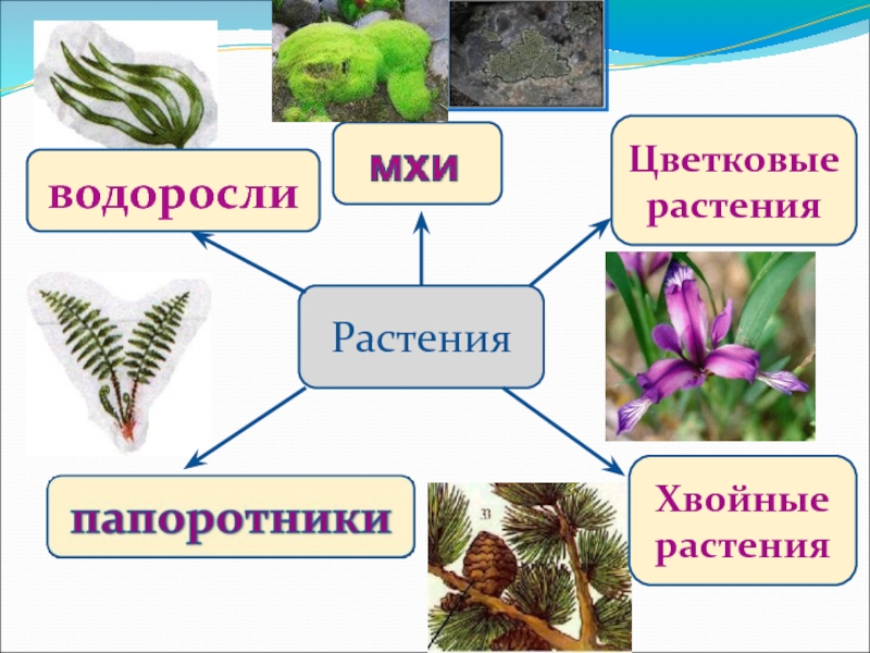 Разнообразие растений презентация