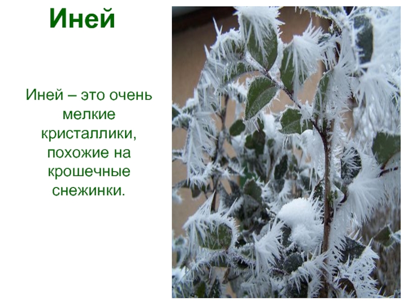 Иней значение. Иней это явление природы. Зимние явления изморозь. Зимние явления иней. Зимние явления в природе иней.