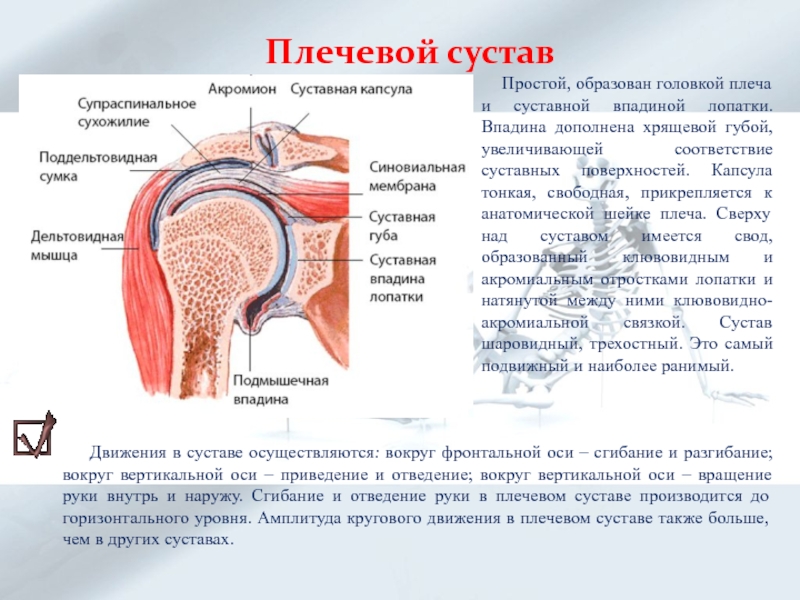 Плечевой сустав представляет собой