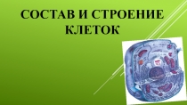 Состав и строение клеток