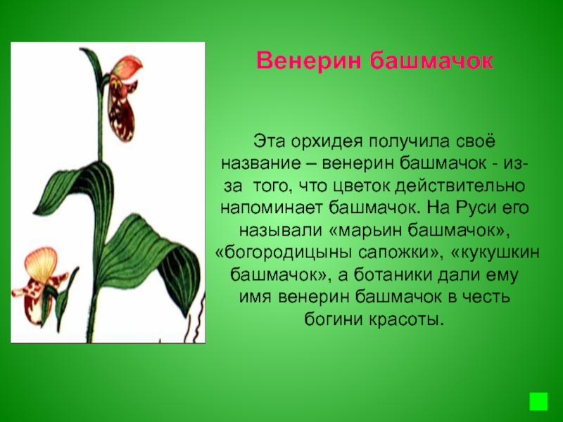 Цветок получивший свое название. Орхидея Венерин башмачок красная книга. Красная книга Челябинской области растения Венерин башмачок. Рассказ о растении Венерин башмачок. Венерин башмачок краснокнижные растения Челябинской области.