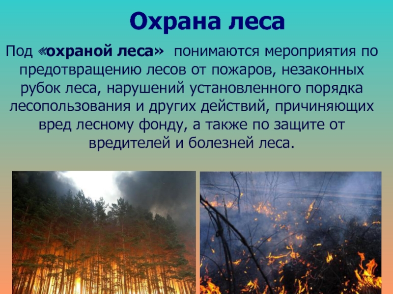 Защита лесов мероприятия. Мероприятия по защите леса. Мероприятия по охране леса. Мероприятия по защите леса от пожара. Мероприятия по охране лесов от пожаров.