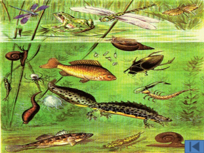 Организмы пруда. Экосистема пресного водоема. Биогеоценоз водоёма и его обитателей.. Организмы в пруду. Первые живые организмы в водоёмах.