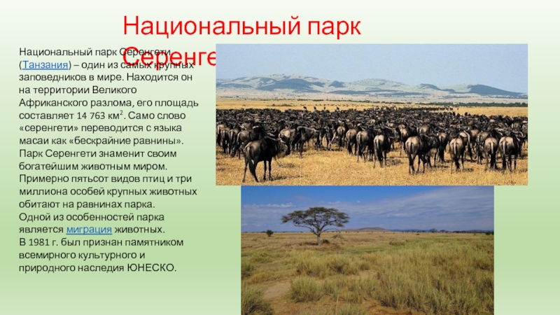 Национальный парк 4 класс. Национальный парк Серенгети всемирное наследие. Национальный парк Серенгети 4 класс. Национальный парк Серенгети Танзания 4 класс. Заповедник Серенгети в Африке.