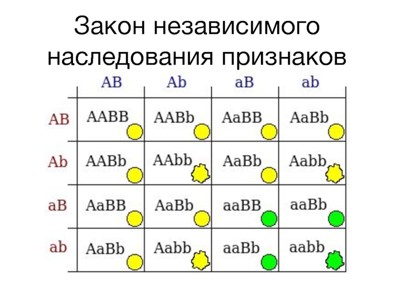 Какие гаметы образует генотип aabb. Генетика ААВВ. Таблица AABB AABB. Генетика AABB AABB. ААВВ И ААВВ при независимом наследовании.