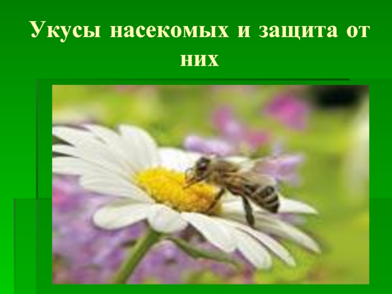 Презентация Укусы насекомых и защита от них
