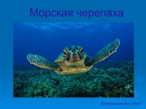 Морская черепаха