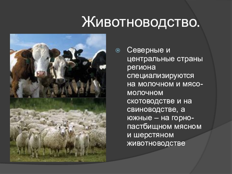 Хозяйство западной европы. Животноводство Сибири. Скотоводство проект. Животноводство Восточной Европы. Скотоводство презентация.