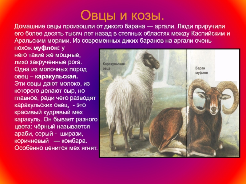 Овца для презентации. Овцеводство презентация. Презентация про Баранов. Баран для презентации.