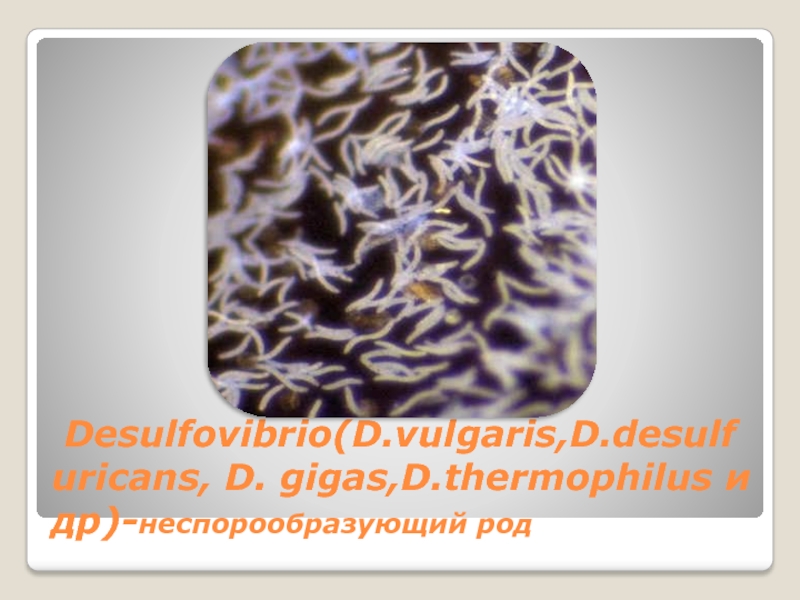  Desulfovibrio(D.vulgaris,D.desulfuricans, D. gigas,D.thermophilus и др)-неспорообразующий род