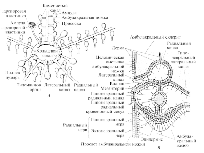 Схема строения амбулакральной системы иглокожих - 91 фото