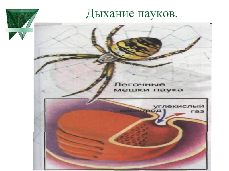 Паукообразные дыхательная система. Органы дыхания у насекомых и паукообразных. Органы дыхания паука. Дыхательная пауков. Как дышат пауки.