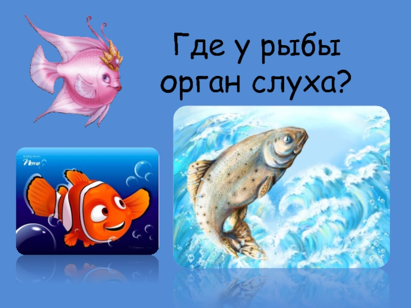 Где у рыбы орган слуха?