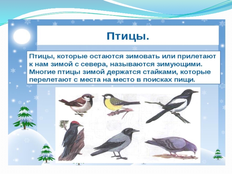 Птицы которые помогают человеку. Зимующие птицы. Птицы которые прилетают зимой. Зимующие птицы ХМАО Югры. Зимующие птицы нашего края.