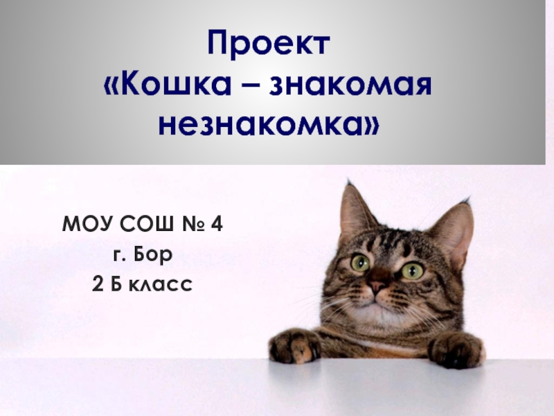 Проект кошки презентация. Проект про кошек. Проект про кошек 2 класс. Проект на тему моя кошка. Проектная работа 3 класс о кошках.