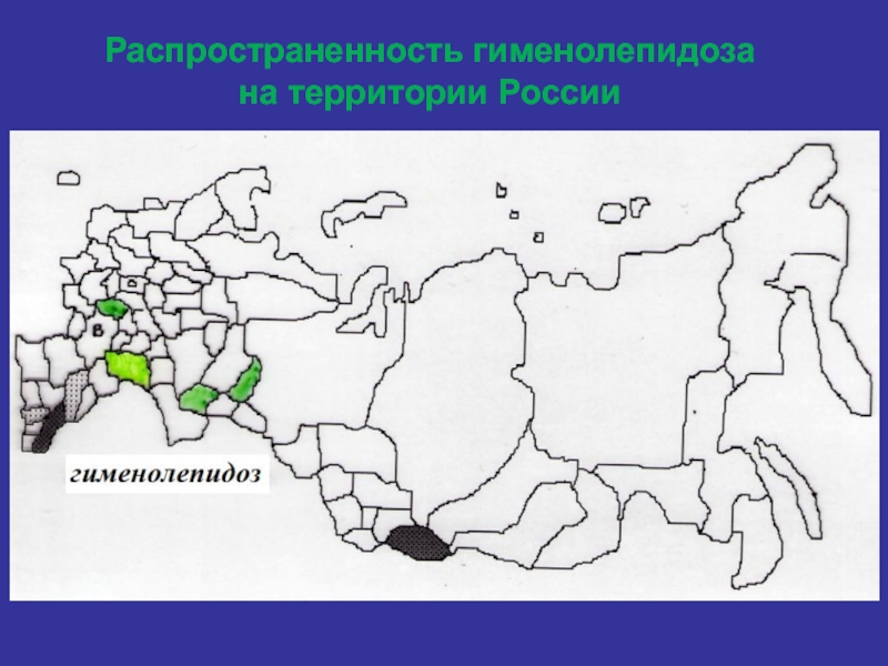 Распространенность гименолепидоза на территории России