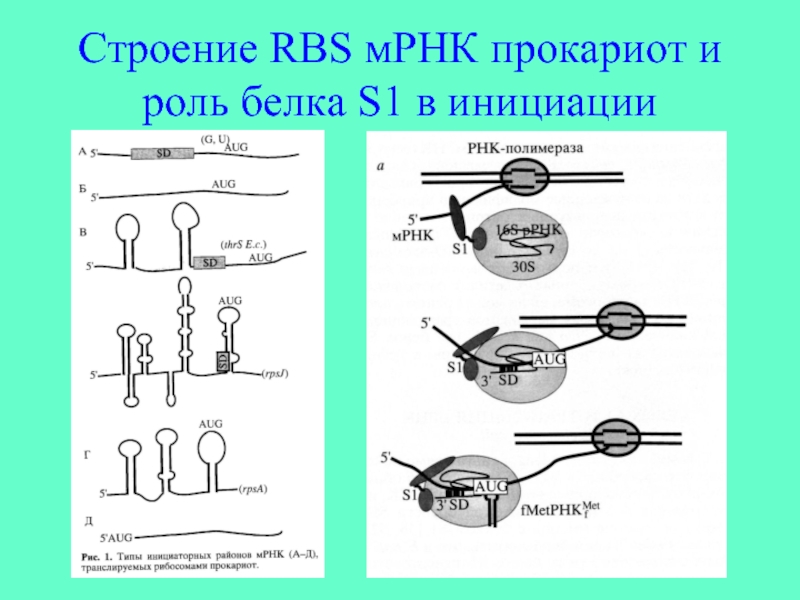 Инициация у прокариот. Структура МРНК биохимия. Строение МРНК прокариот. Структура МРНК прокариот. Структура МРНК.