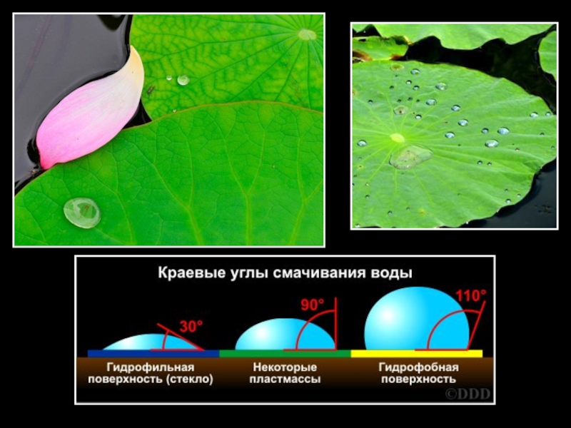 Эффект лотоса презентация