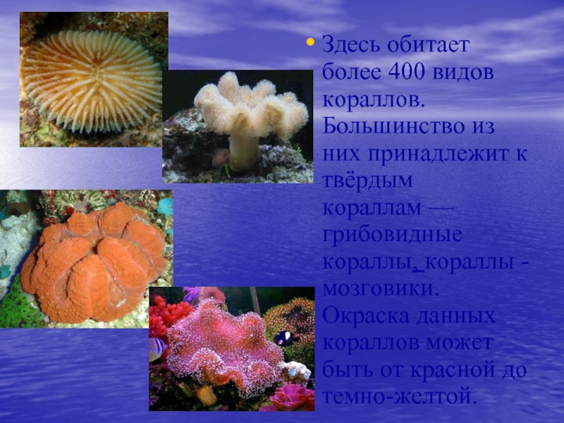 Здесь обитает более 400 видов кораллов. Большинство из них принадлежит к твёрдым кораллам —грибовидные кораллы, кораллы -мозговики. Окраска