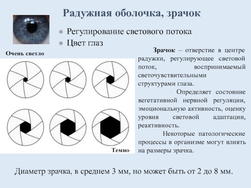 Что воспринимает световое изображение прошедшее через зрачок ответы на тест