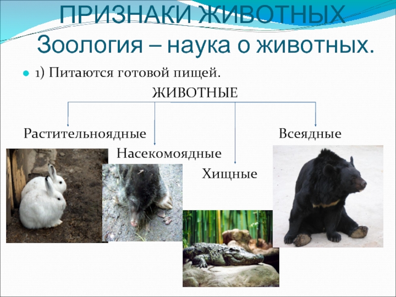 2 признака животных. Индивидуальные признаки животных. Общие признаки горных животных. Особые свойства животные. Свойства животных в русской языке примеры.