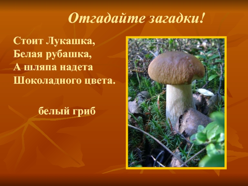 Рассказ его величество. Загадка про гриб Боровик. Загадка про белый гриб. Загадки про грибы белый гриб. Загадка про белый гриб для детей.