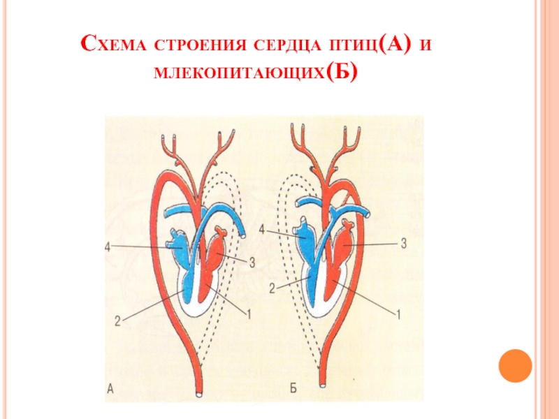 Схема сердца млекопитающего