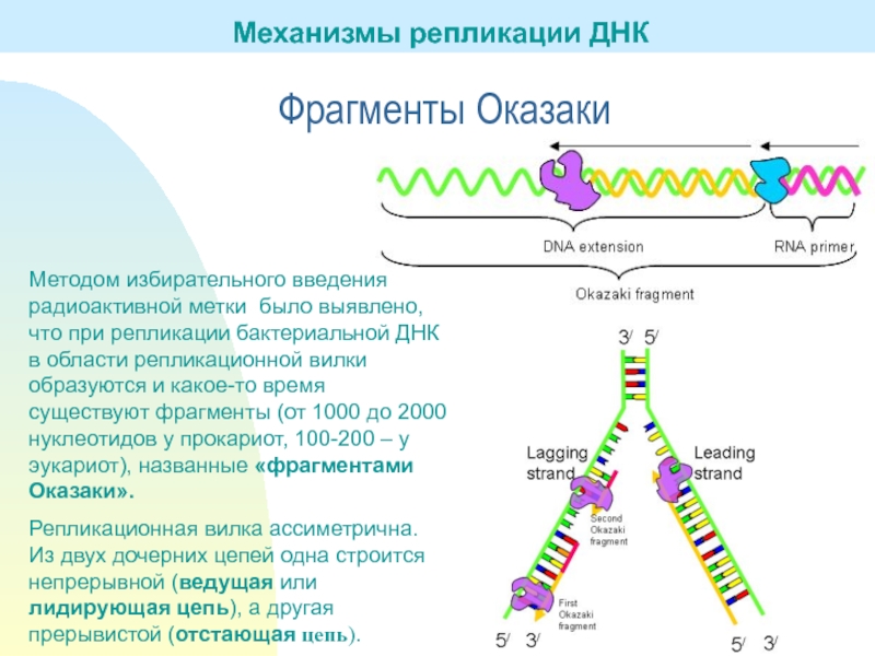 Пересадка генов днк бактерий