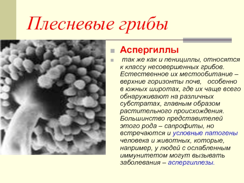 Плесневые грибыАспергиллы так же как и пенициллы, относятся к классу несовершенных грибов. Естественное их местообитание – верхние
