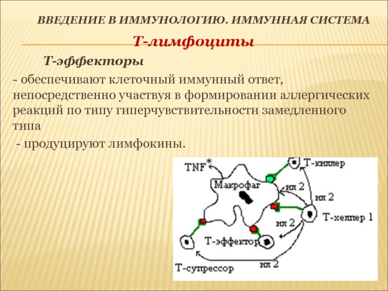 Т лимфоциты иммунология презентация