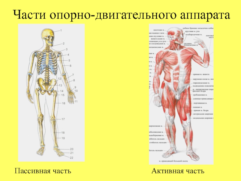 Какие функции выполняет опорная система