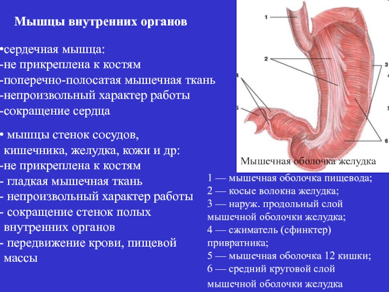 Мышцы внутренних органов. Мышечная оболочка внутренних органов. Гладкие мышцы кишечника. Гладкая мускулатура кишечника.