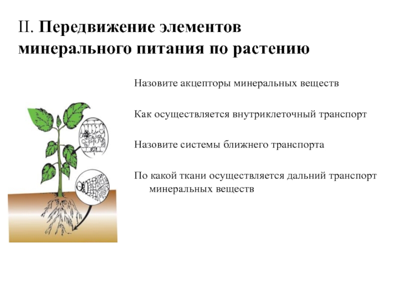 Синонимы термина минеральное питание в ботанике