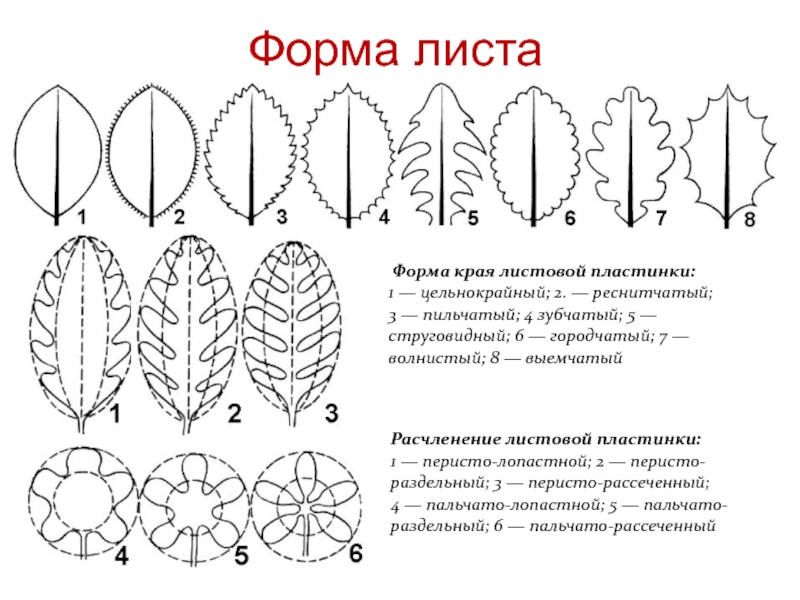 Форма края. Листья форма края листовой пластинки. Формы цельных листовых пластинок. Цельность листовой пластинки. Форма листовой пластинки перисто-лопастная.