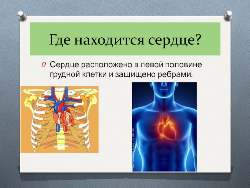 Где находится сердце у человека