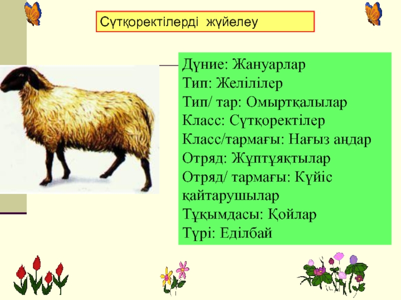 Жануарлар систематика презентация