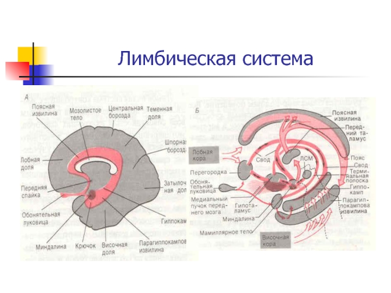 Презентация на тему лимбическая система