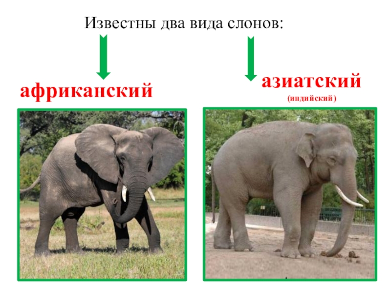 Африканский слон презентация