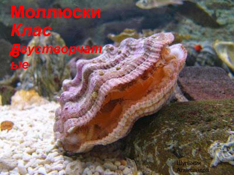 Моллюски
Класс
Двустворчатые
Шульжик Александра
7 А класс