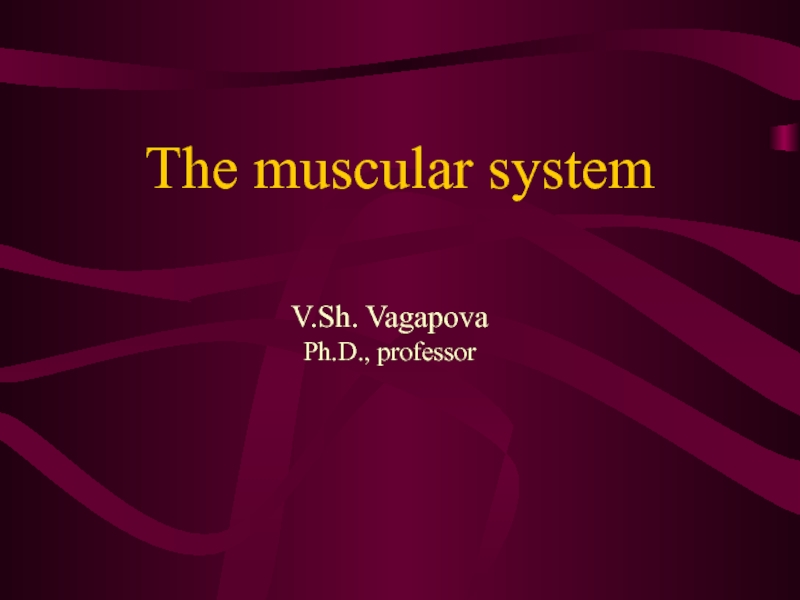 The muscular system
V.Sh. Vagapova
Ph.D., professor