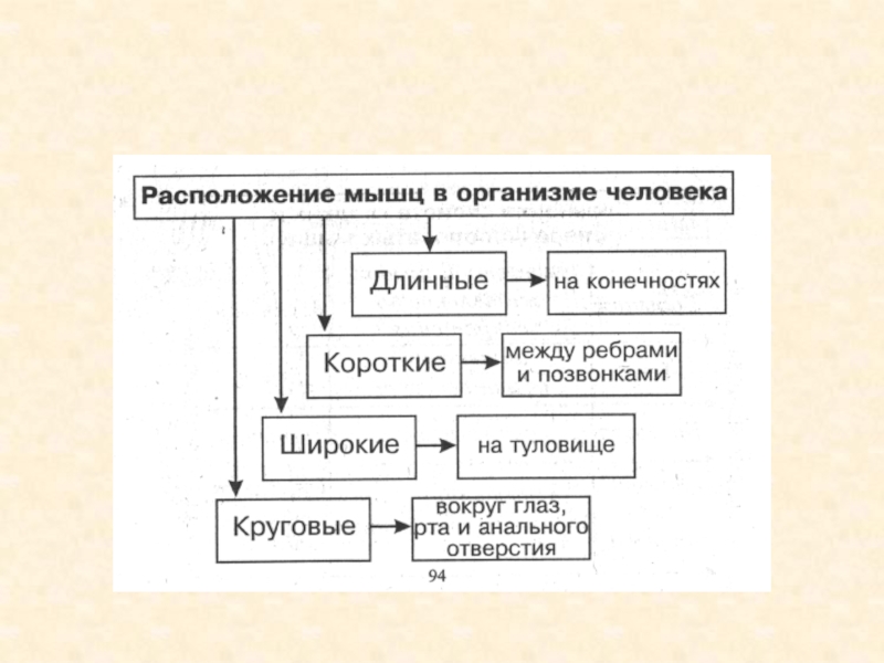 Возрастная анатомия учебник для вузов. Возрастная анатомия физиология и гигиена. Возрастная анатомия презентация. Возрастная анатомия учебник. Возрастная физиология учебник.