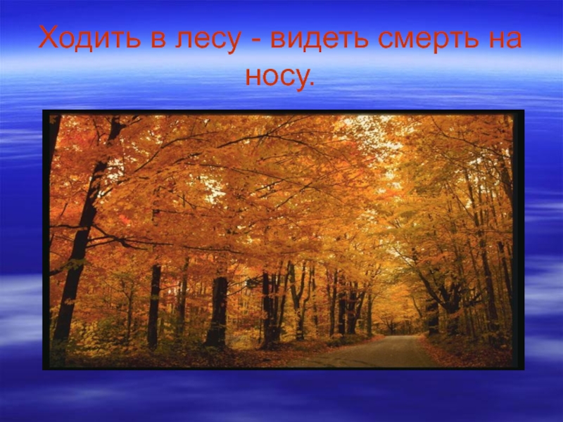 Вижу лес. Приметы в лесу. Лесные поговорки. Приметы леса. 3 Приметы про лес.