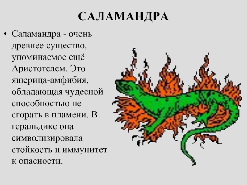 Саламандра текст песни. Сообщение о саламандре. Саламандра описание. Огненная саламандра интересные факты. Саламандра доклад.