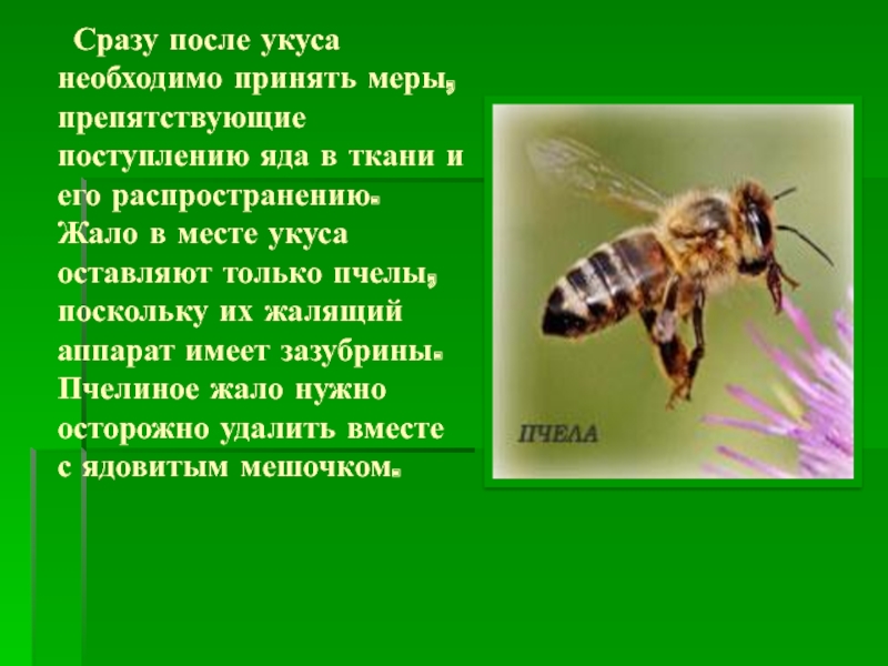 Презентация на тему укусы насекомых. Опасные пчелы для человека. Укусы насекомых и защита от них ОБЖ. Жалящие насекомые доклад.