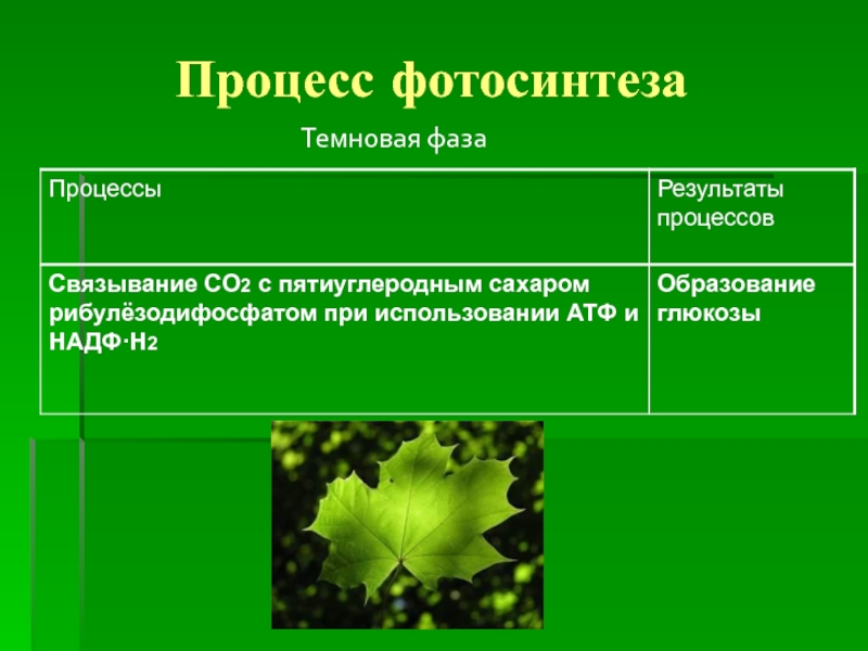 Образование глюкозы в зеленом растении. Фотосинтез 9 класс биология. Основной продукт фотосинтеза 6 класс. Фотосинтез у растений порядок. Фотосинтез 6 класс биология темновая фаза\.