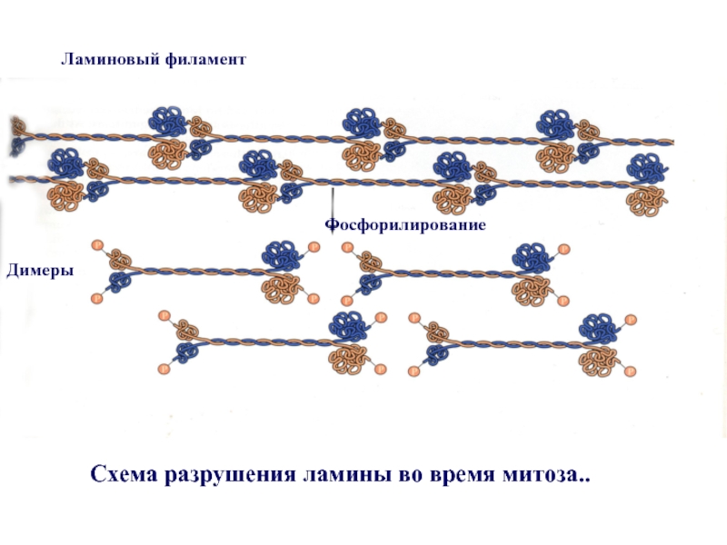 Молекулярная биология схемы